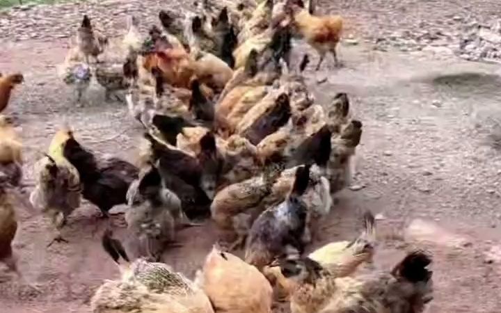 花椒籽 新農村家禽養殖的優質日糧新選擇