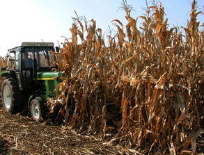 河北吳橋農(nóng)作物秸稈變身植物炭遠(yuǎn)銷海外，助推綠色苗木產(chǎn)業(yè)