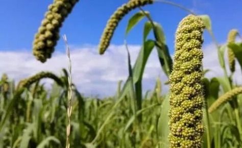 農產品精深加工的掘金之路（下） 聚焦苗木產業的高附加值轉型