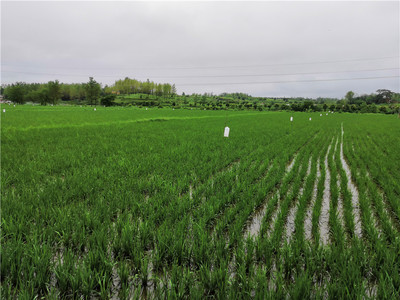 綠色防控繪新篇 河南商城縣榮獲全國(guó)農(nóng)作物病蟲害“綠色防控示范縣”稱號(hào)