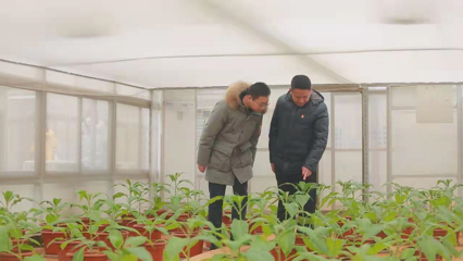 科技賦能農(nóng)業(yè) 蚜繭蜂住上“空調(diào)房”，煙葉水果披上“防寒衣”